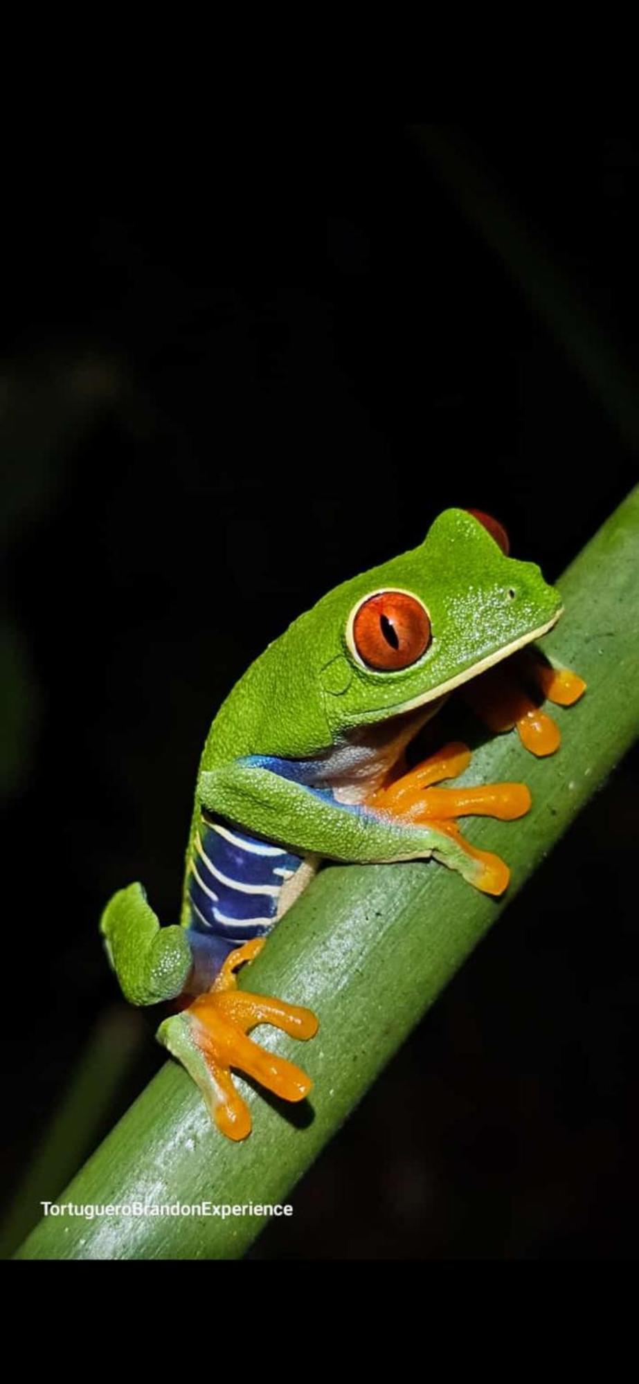 Casa Artavia Villa Tortuguero Buitenkant foto